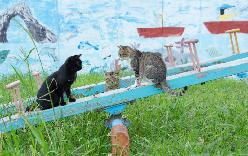Cat Heaven Island.jpg