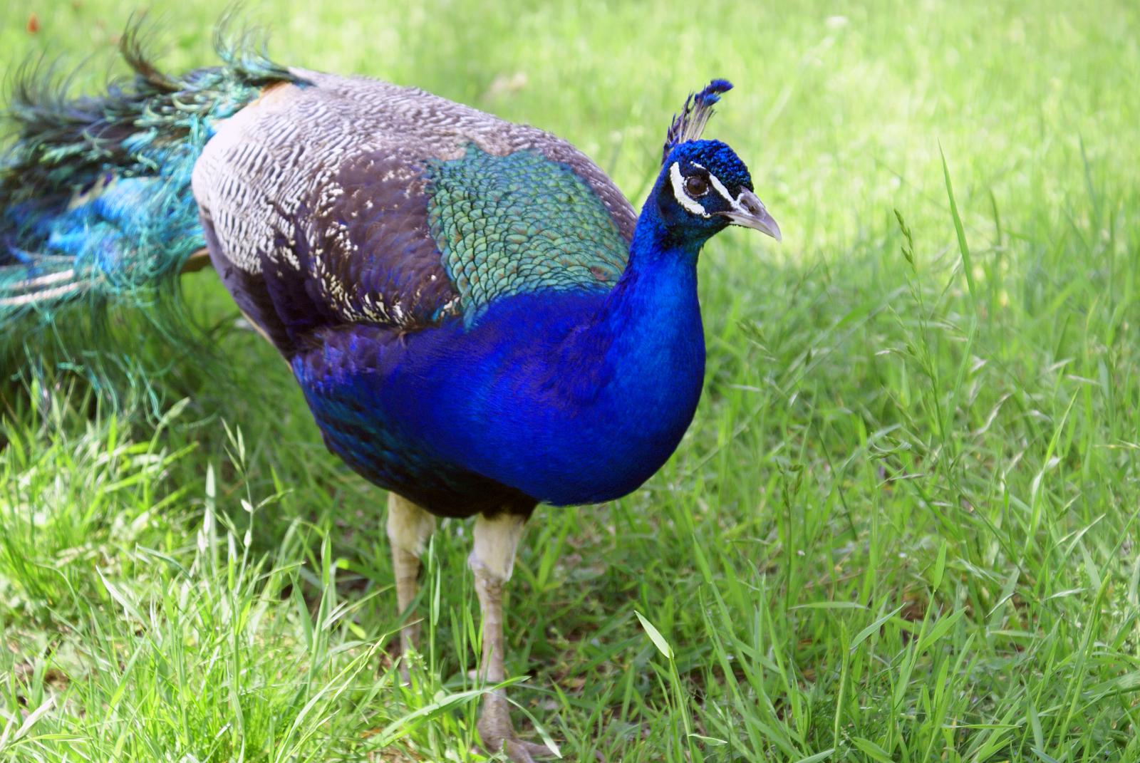 20161109_vibrant-peacock.jpg