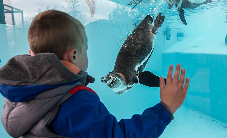 Child at aquarium