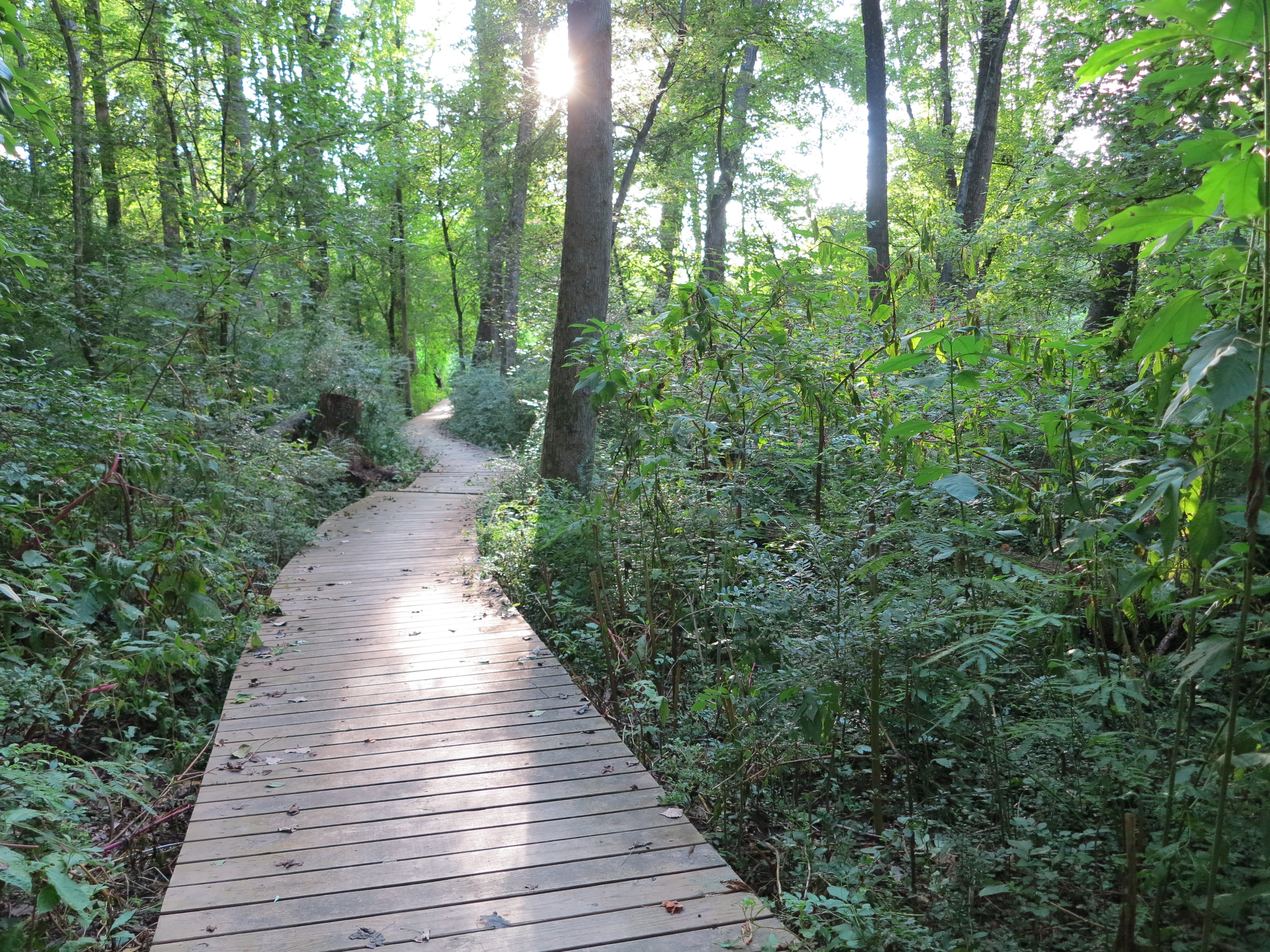 20161109_morningside-nature-preserve-walkway.jpg
