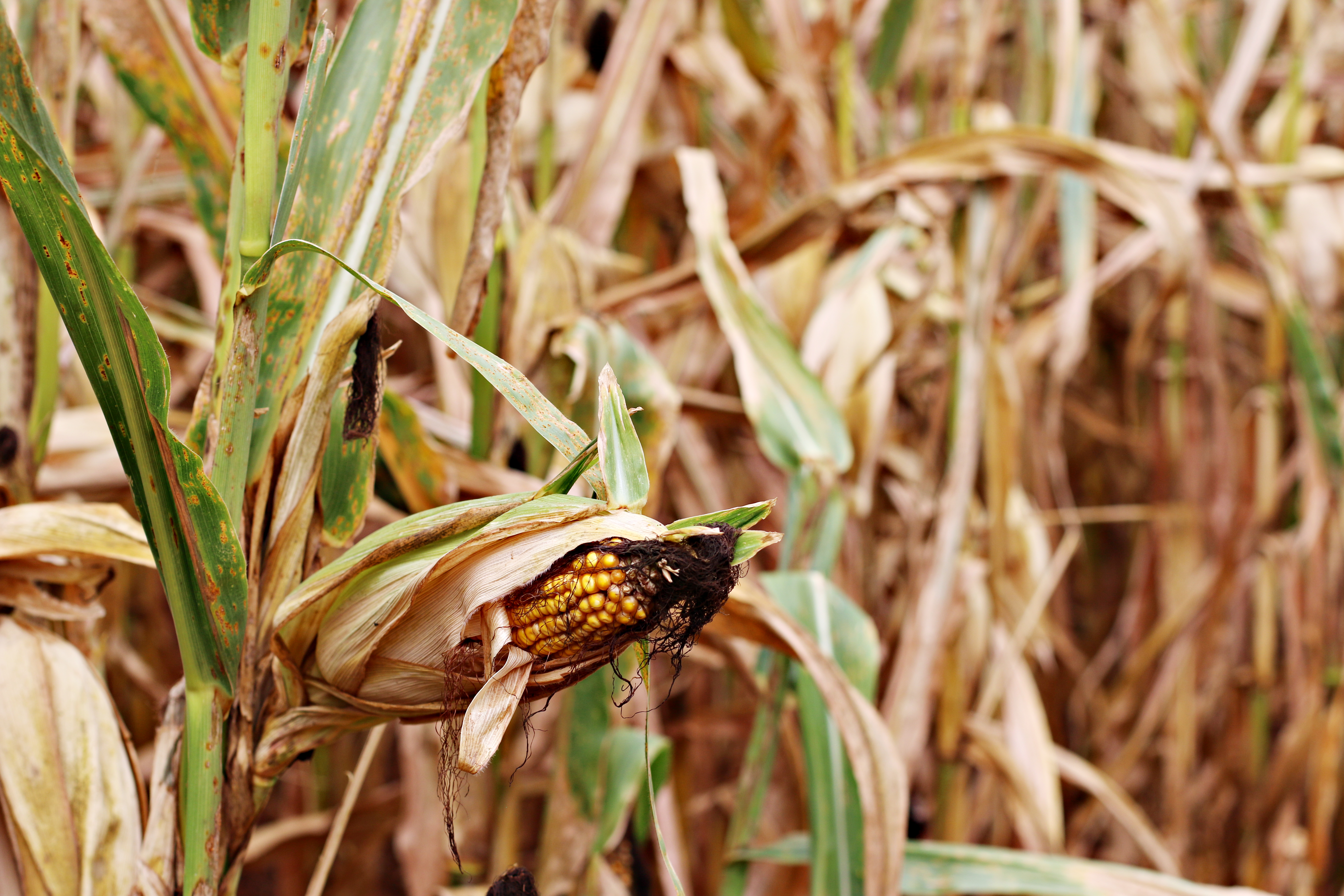 Corn Maze_Joleen Pete.jpg