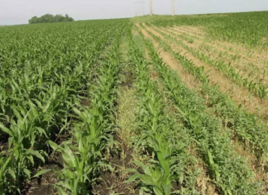 Weeds stunt corn growth - Pioneer.png