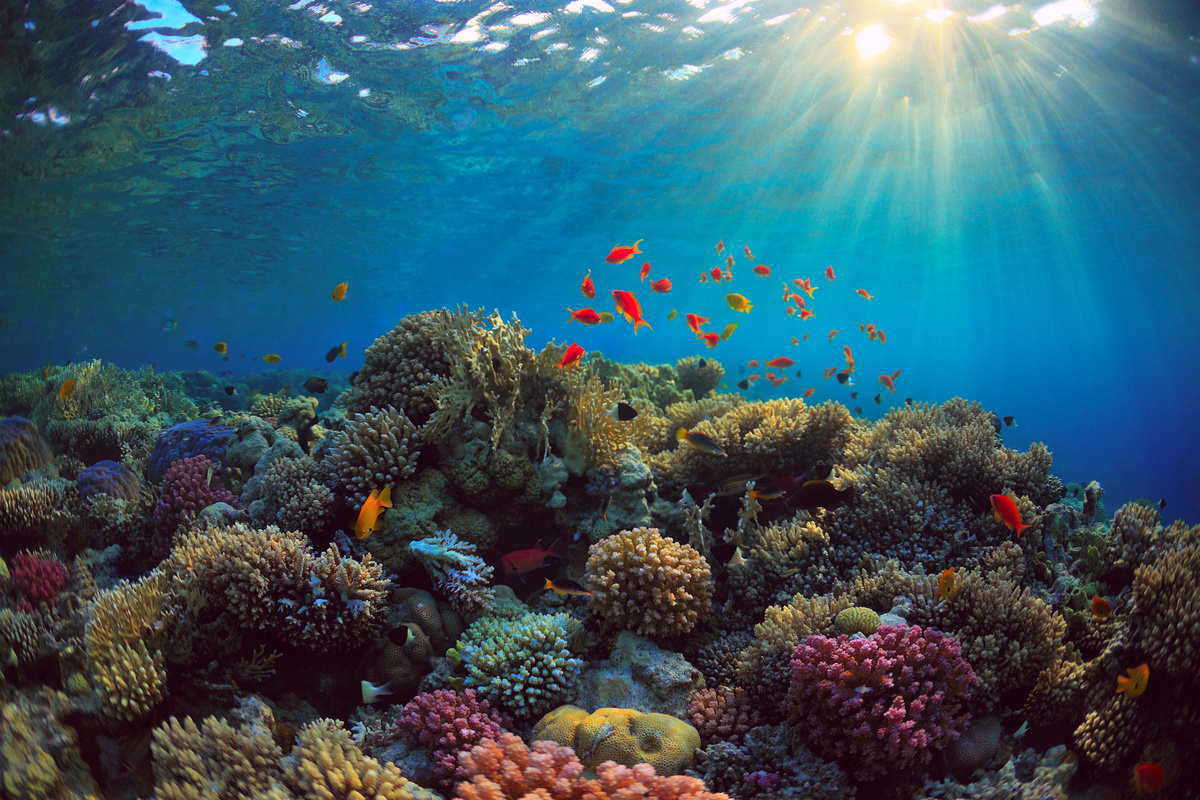 celebrating-our-oceans-fun-facts-about-marine-life