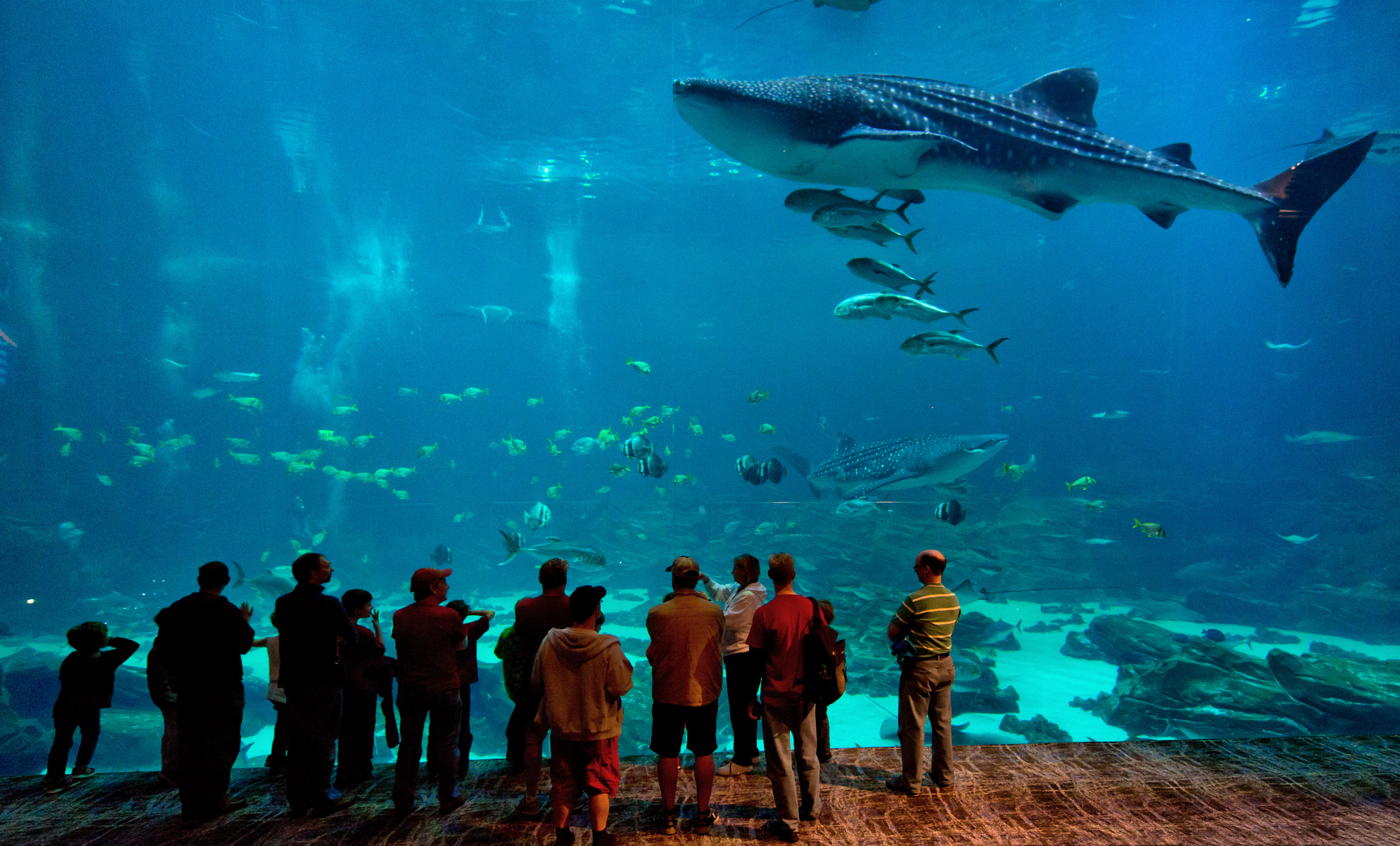 AtlantaGeorgiaAquariumGuestsWhaleShark.jpg