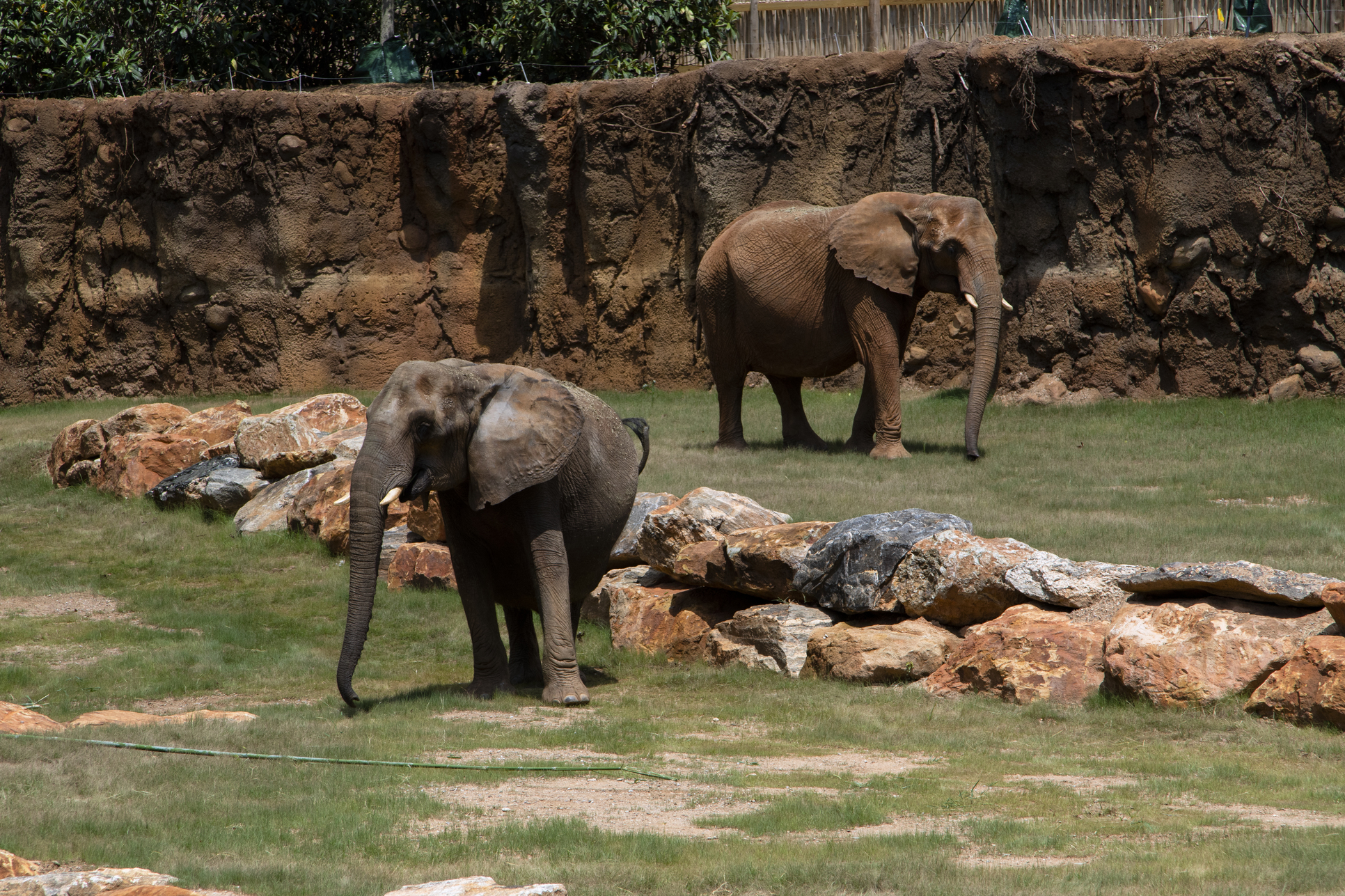 Elephants - Zoo Atlanta