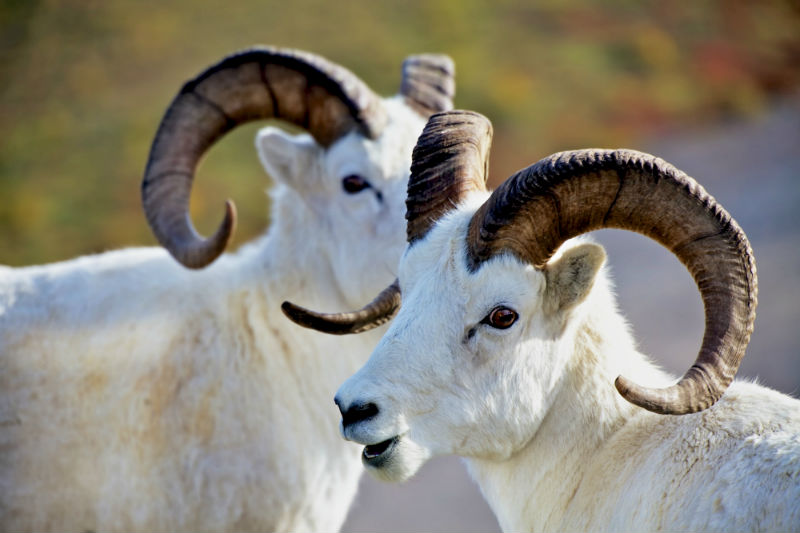 Dall Sheep.jpg