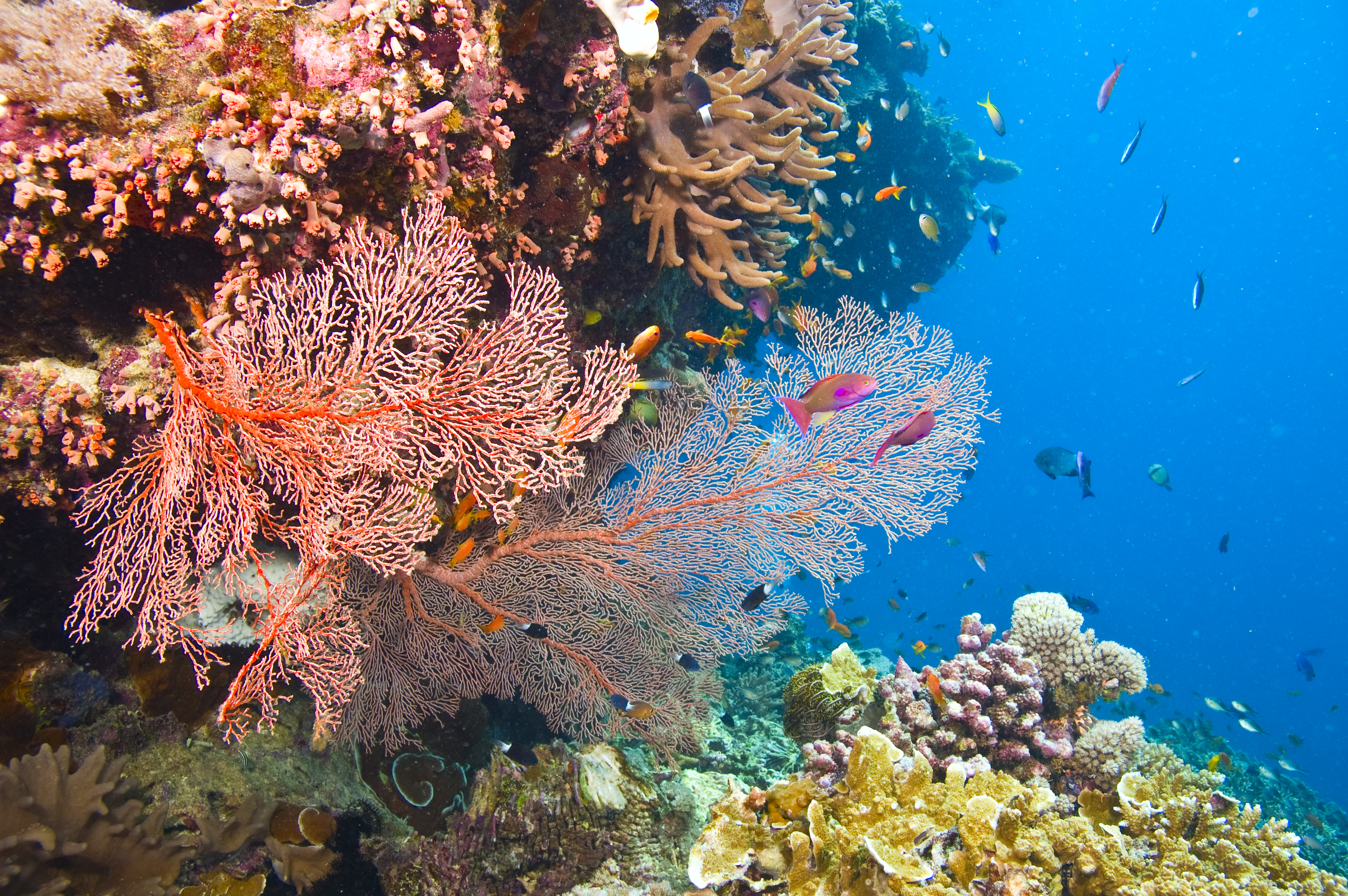 Great Barrier Reef shows at Fernbank