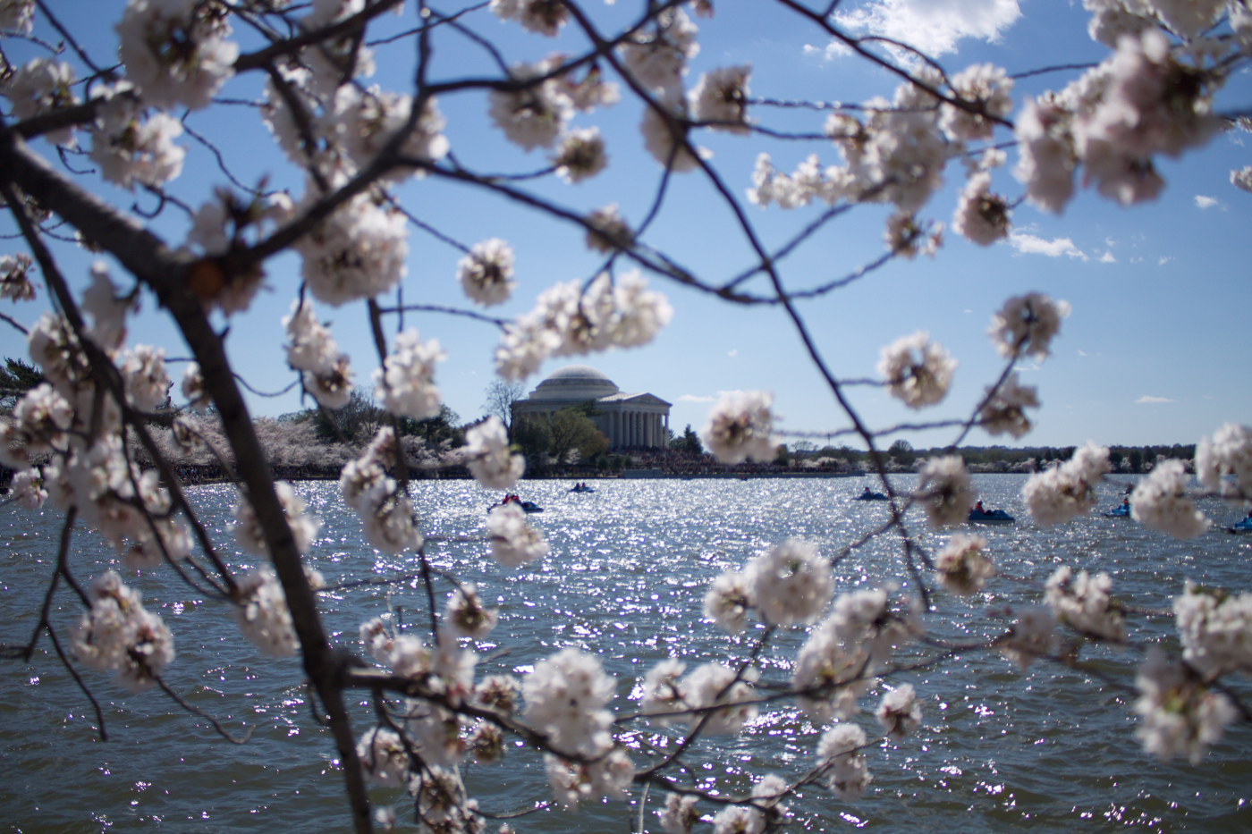 washington-dc-cherry-blossoms.jpg