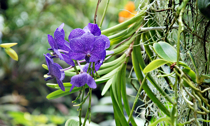 Atlanta Convention and Visitors Bureau_Ultimate List of Things To Do in Atlanta for Nature Lovers_Atlanta Botanical Garden_Joleen Pete Photography.jpg