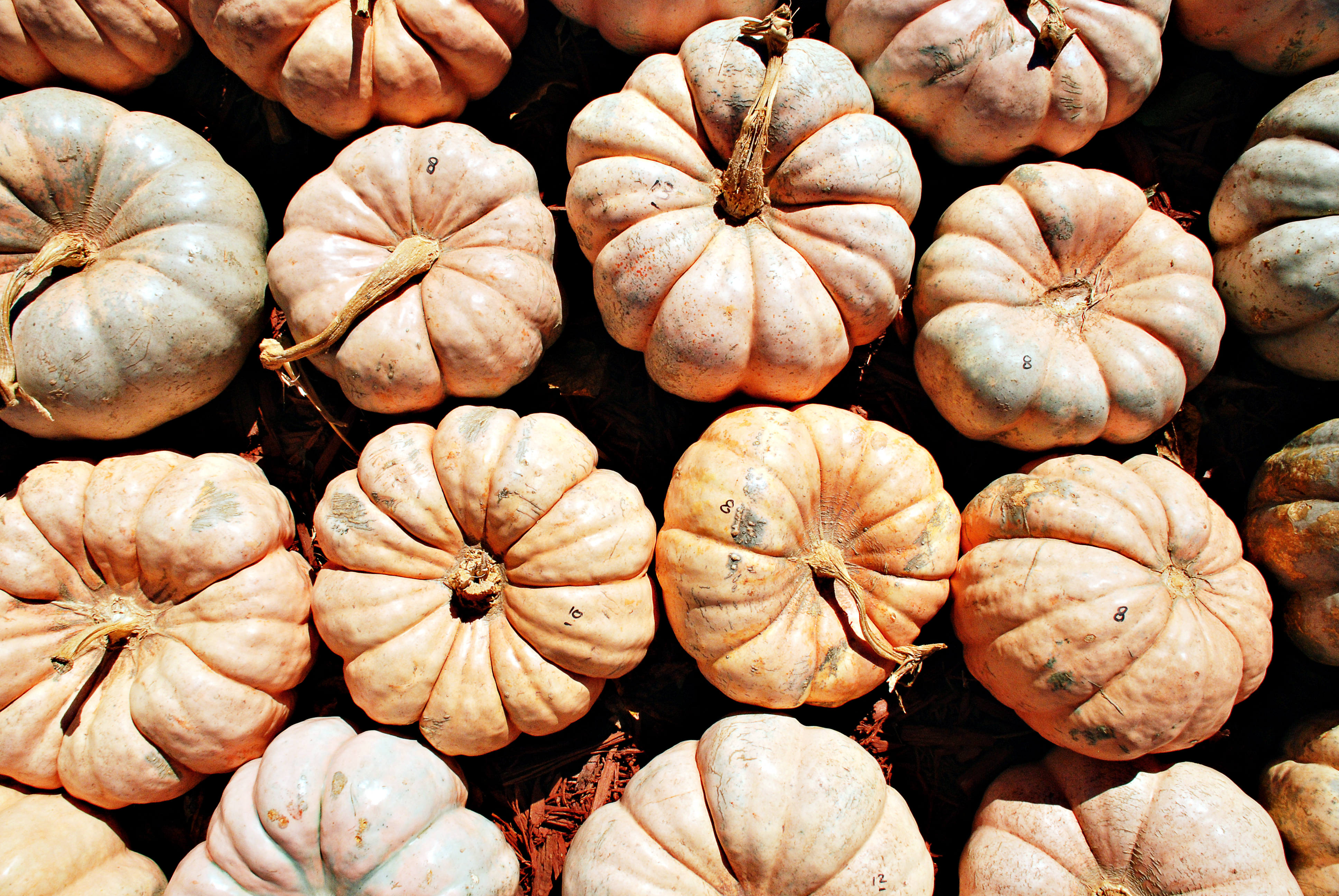 Find Fall Fun in Atlanta: Apple Picking, Pumpkins, Football and More_Pumpkin Patch_Joleen Pete